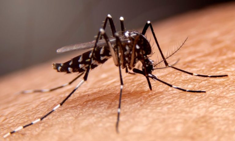 Dengue Fever Rates at Record Highs