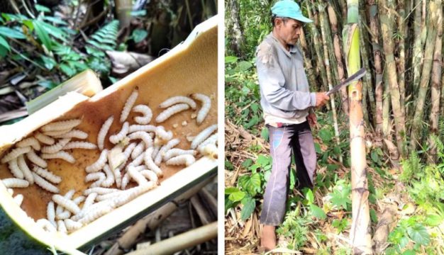 In Bali, The Early Worm Gets Eaten