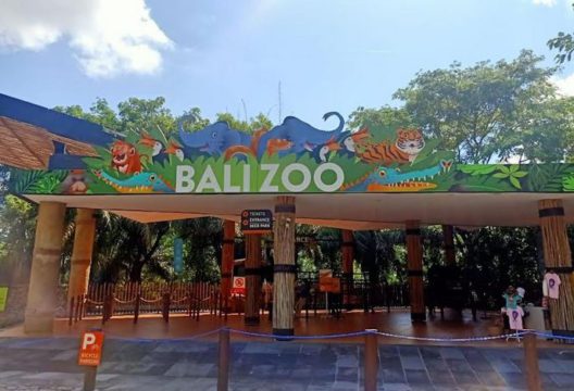 What’s New at the Bali Zoo: Asian Tapir
