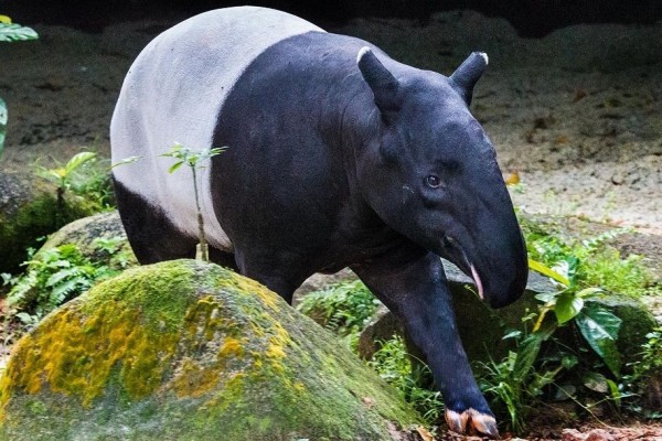 What’s New at the Bali Zoo: Asian Tapir