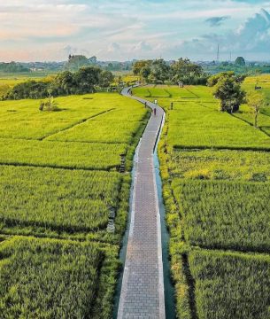 Ancient Subak Agriculture System Under Existential Threat