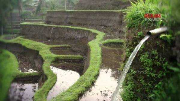 Ancient Subak Agriculture System Under Existential Threat