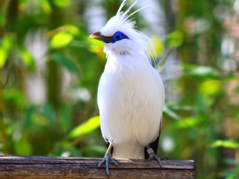 Bali as a Main Transshipment Point in the&nbsp; Illegal Wild Bird Trade