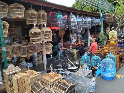 Bali as a Main Transshipment Point in the&nbsp; Illegal Wild Bird Trade