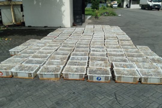 Bali as a Main Transshipment Point in the&nbsp; Illegal Wild Bird Trade