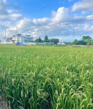 Bali Rice Fields No Longer Available for Villa Construction?