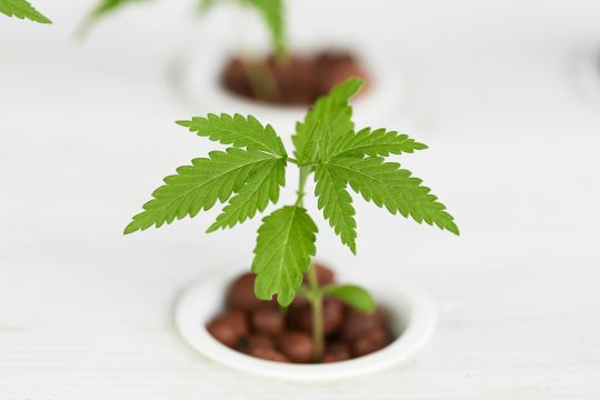 Disabled Dutchman Gets 3 Years in Prison for Growing Marijuana in Bali