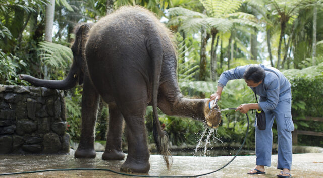 Nigel Mason: Spots the Real Elephant in the Room