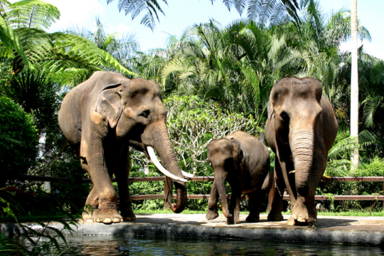 Nigel Mason: Spots the Real Elephant in the Room