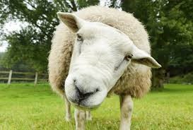 The “Who’s Ewes” in the “Annals” of Bali Aviation History
