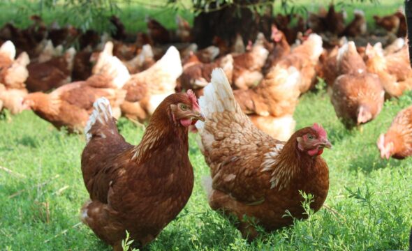 Activists Urge Plataran Ubud Resort Use Only Cage-Free Eggs