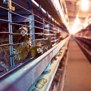 Activists Urge Plataran Ubud Resort Use Only Cage-Free Eggs