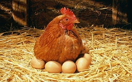 Activists Urge Plataran Ubud Resort Use Only Cage-Free Eggs