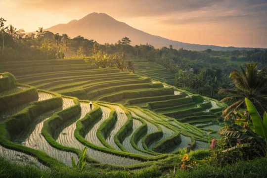 First 9 Months of 2026: Bali Foreign Tourist Tax Collection hits Rp235 billion.