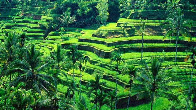 Alluring Land Prices Put Bali’s Remaining Rice Fields at Risk. What Can Be Done Before Time Runs Out?