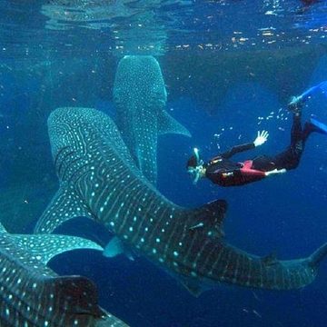 Large Whale Shark Washes Ashore North of Tanah Lot Temple in Bali