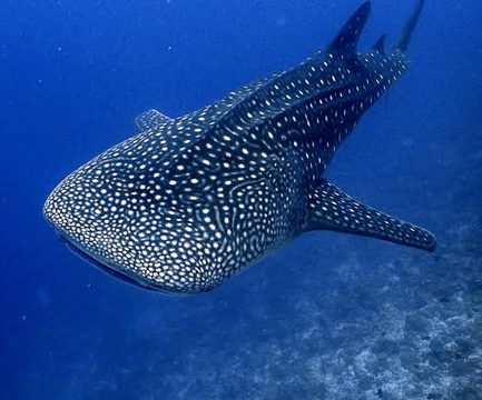 Large Whale Shark Washes Ashore North of Tanah Lot Temple in Bali