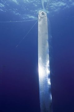 Rare “Doomsday” Oar Fish Sighting in Lombok Linked to Climate Change