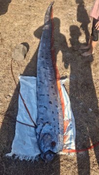Rare “Doomsday” Oar Fish Sighting in Lombok Linked to Climate Change