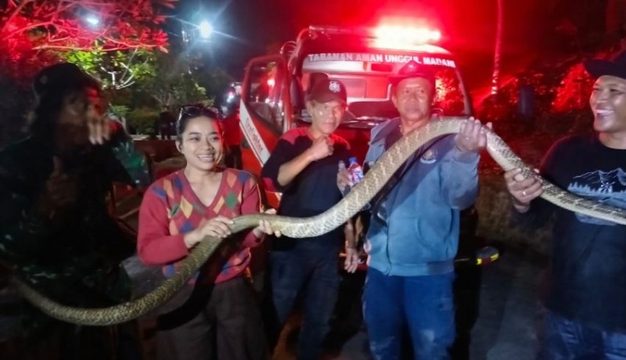 Tabanan, West Bali Relocates 18 King Cobras in One Three-Month Period