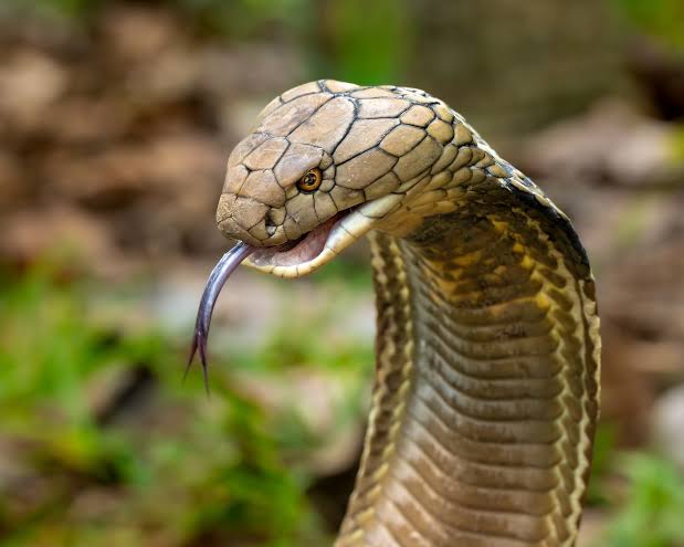 Tabanan, West Bali Relocates 18 King Cobras in One Three-Month Period