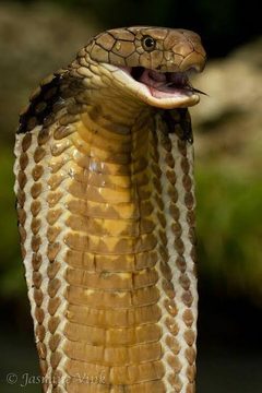 Tabanan, West Bali Relocates 18 King Cobras in One Three-Month Period