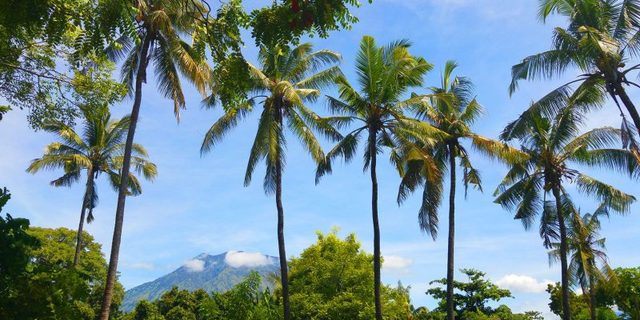Why Buildings in Bali Cannot Be Taller Than Coconut Trees