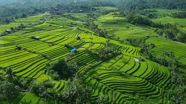 Bali Fuel Crisis Blamed for 50 Percent Visitor Drop at Jatiluwih Rice Terraces.