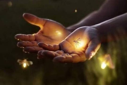 Wish Upon a Flickering Firefly Fantasy